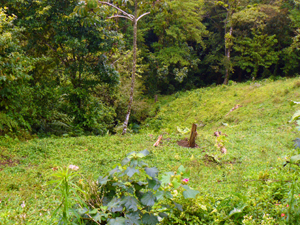 The property includes steep slopes in front that descent to a forested stream where there is a well that supplies water to the property.